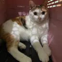 JOBALL找專家用戶 [Niniiii] 的頭像