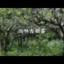 JOBALL找專家作品 [【廠商理念介紹】雲南雨林古樹茶｜里仁｜Video] 圖片 [1]